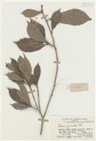 藏品(山黃果樹)的圖片